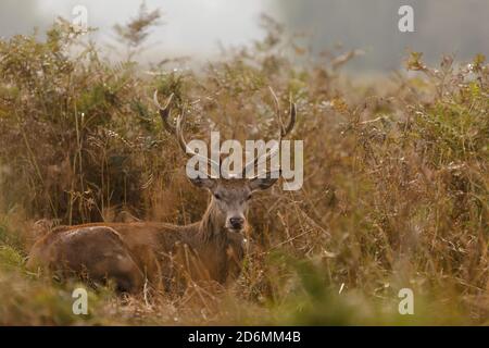 Bushy Park, London, Großbritannien. Oktober 2020. Rothirsch-Hirsch (Cervus elaphus) unter den Braken während der Brunftzeit. Kredit: amanda Rose/Alamy Live Nachrichten Stockfoto