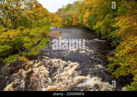 Der Fluss Lune in vollem Fluss während des Herbstes in der Yorkshire Dales England Großbritannien Stockfoto
