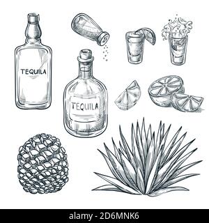 Tequila Flasche, Schnapsglas und Zutaten, Vektorskizze. Mexikanische alkoholfreie Getränke Menü Designelemente. Agave Pflanze und Wurzel Illustration. Stock Vektor