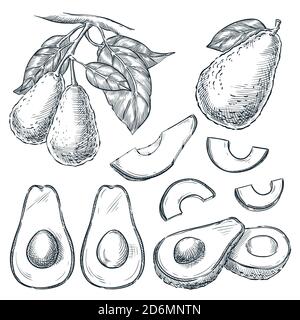 Avocado auf Zweig und Früchte Scheiben, Skizze Vektor Illustration. Handgezeichnete isolierte Designelemente. Stock Vektor