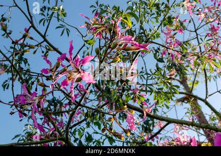 Nahaufnahme und selektiver Fokus auf einer rosa Blume eines Ceiba Speciosa oder Seidenseide Baum auf einem blauen Himmel Hintergrund. Stockfoto