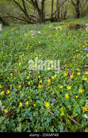 Teppich von kleinen Celandine und Wildblumen in Woodland, Dumfries & Galloway, Schottland Stockfoto