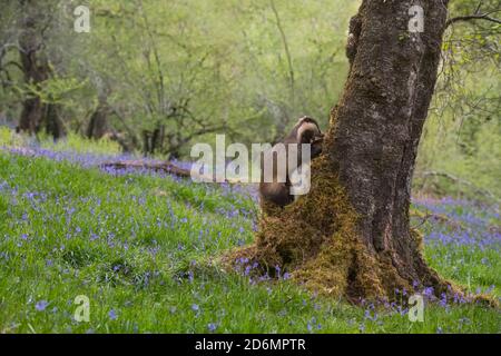 Dachs auf der Suche nach Nahrung in bluebell Woodland, Dumfries & Galloway, Schottland Stockfoto