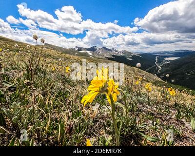 Umgeben von Gänseblümchen auf Kokomo Pass, Colorado Trail, Breckenridge, Colorado Stockfoto