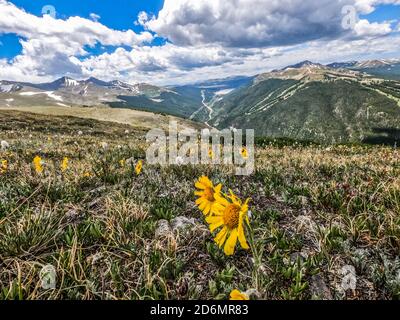 Umgeben von Gänseblümchen auf Kokomo Pass, Colorado Trail, Breckenridge, Colorado Stockfoto