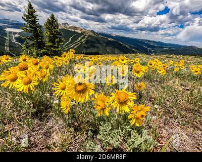 Umgeben von Gänseblümchen auf Kokomo Pass, Colorado Trail, Breckenridge, Colorado Stockfoto