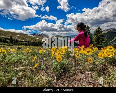 Umgeben von Gänseblümchen auf Kokomo Pass, Colorado Trail, Breckenridge, Colorado Stockfoto