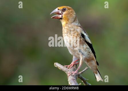 Junger Habicht (coccothraustes coccothraustes) Auf einem trockenen Zweig mit offenem Schnabel und sauber Hintergrund Stockfoto