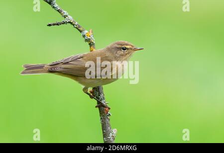 Gewöhnliche Chiffchaff (Phylloscopus collybita) Posiert auf kleinem trockenen Zweig im Herbst mit sauber Grüner Hintergrund Stockfoto