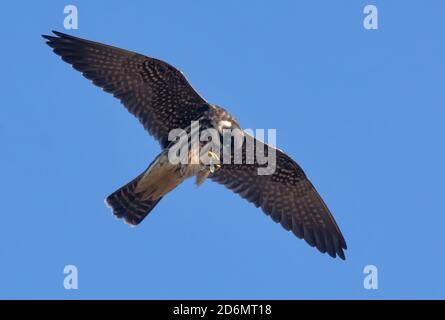 Erwachsene eurasische Hobby (Falco subbuteo) Isst im Flug seine aufgeschaufene Libelle Stockfoto