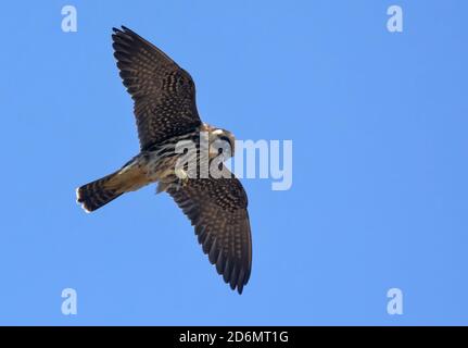 Erwachsene eurasische Hobby (Falco subbuteo) Fliegen mit Libelle in Krallen eingeklemmt Stockfoto