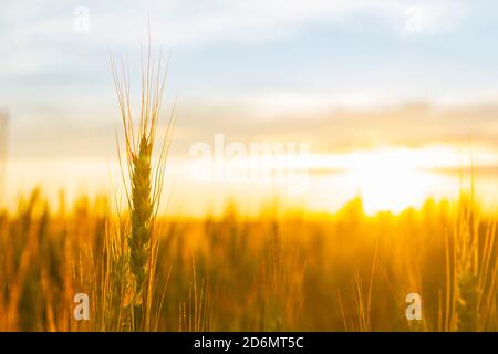 Weizenfeld von Goldfarbe im Sonnenuntergang.Goldener Sonnenuntergang über Weizenfeld Stockfoto