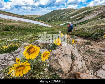 Umgeben von Gänseblümchen auf Kokomo Pass, Colorado Trail, Breckenridge, Colorado Stockfoto