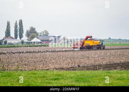 Ernte von Zuckerrüben mit einer landwirtschaftlichen Maschine auf einem Feld im westlichen Teil der Niederlande Stockfoto