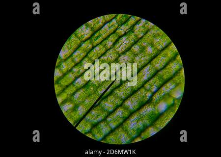 Grüne Blattkörner auch bekannt als Chloroplasten in Zellen eines Wasserweges durch ein Mikroskop gesehen. Biologieexperiment. Stockfoto