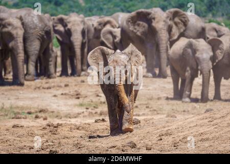 Selektive Fokusaufnahme eines launischen Elefantenbabys, der in Richtung geht Eine Kamera mit einer Elefantenherde dahinter Stockfoto