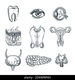 Menschliche innere Organe, Zahn und Auge. Vektorskizze isolierte Illustration. Handgezeichnete Doodle Anatomie Symbole gesetzt. Stock Vektor
