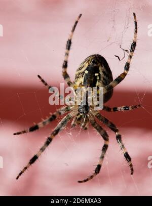 Araneus diadematus (Kreuzspindel) Stockfoto