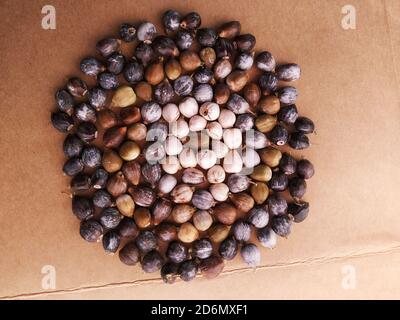 Seeds of Job's Tears, wissenschaftlicher Name Coix lacryma-jobi, auch bekannt als Adlay oder Adlay Hirse, ist eine hohe kornhaltige mehrjährige tropische Pflanze. Stockfoto