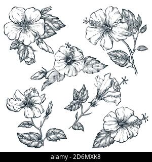 Tropische Blumen Set, Vektor-Skizze Illustration. Handgezeichnete tropische Natur und florale Designelemente. Hibiskus isoliert auf weißem Hintergrund. Stock Vektor