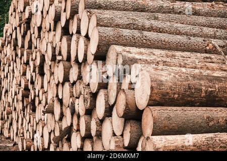 Frisch geschnittene Holzstämme im Wald warten auf Transport und Verarbeitung. Holzeinschlag. Nahaufnahme der Stämme von gefällten Bäumen. Stockfoto
