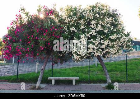 Zwei Bäume voller Blumen, die sich wie zwei verbinden Liebhaber Stockfoto