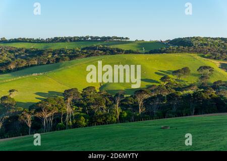 Waiheke Island hügelige Landschaft im frühen Morgenlicht mit Licht und Schatten von Feldern und Bäumen. Stockfoto