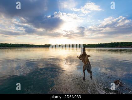 Glücklicher Hund springen im Wasser während des Sonnenuntergangs. Rückansicht. Stockfoto