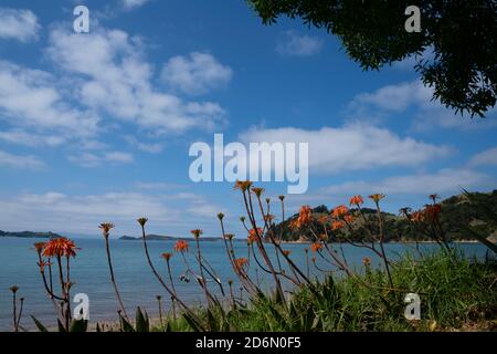 Malerischer man O war Bay Strand mit orangefarbenen Blumen Vordergrund auf Waiheke Island Neuseeland Stockfoto