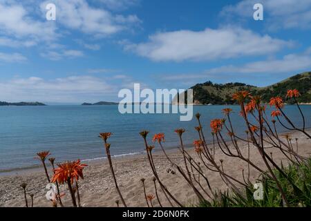 Malerischer man O war Bay Strand mit orangefarbenen Blumen Vordergrund auf Waiheke Island Neuseeland Stockfoto