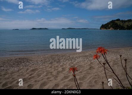 Malerischer man O war Bay Strand mit orangefarbenen Blumen Vordergrund auf Waiheke Island Neuseeland Stockfoto