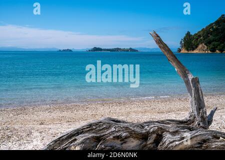 Glitzerndes türkisfarbenes Wasser der malerischen Bucht hinter dem Strand mit knorrigen Treibholz im Vordergrund. Stockfoto