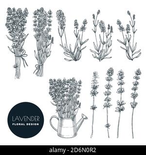 Lavendel Blumen Set, Vektor Skizze Illustration. Handgezeichnete Blumensträuße und florale Designelemente. Lavendel isoliert auf weißem Hintergrund. Stock Vektor