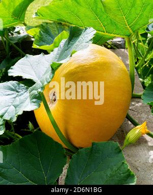 Kürbispflanze. Kürbis mit grünen Blättern wächst im Gemüsegarten. Stockfoto