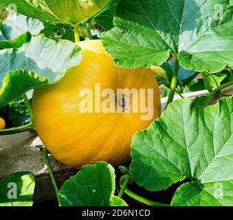 Kürbispflanze. Kürbis mit grünen Blättern wächst im Gemüsegarten. Stockfoto