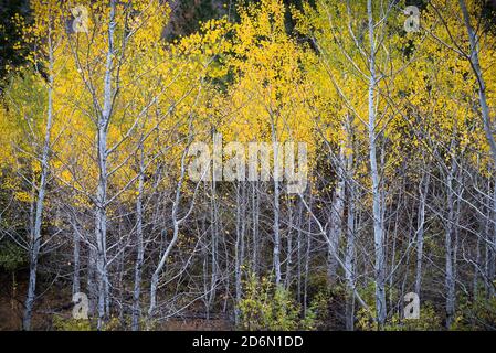 Wald von zitternden Espenbäumen mit gelben Blättern im Herbst Stockfoto