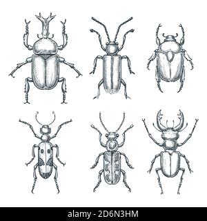 Insekten und Käfer Set. Vektorskizze handgezeichnete Illustration. Insekten Sammlung isoliert auf weißem Hintergrund. Stock Vektor