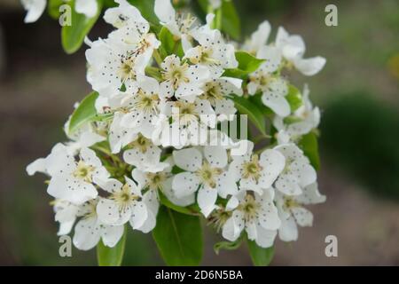 Ein Zweig eines blühenden Birnenbaumes. Blütenstand von weißen Birnenblüten im Frühjahr. Stockfoto