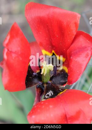 Eine verwelkte rote Tulpe Nahaufnahme. Zerzauste rote Blume. Stockfoto