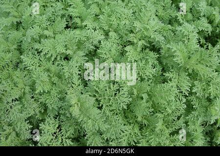 Stängel von grünen Pflanzen aus nächster Nähe. Gemüsehintergrund. Stockfoto