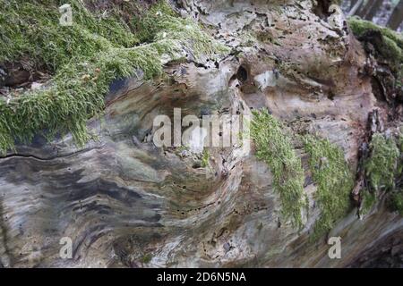 Altes faules Holz mit Moos bedeckt. Fragment eines Baumstammes aus der Nähe. Stockfoto