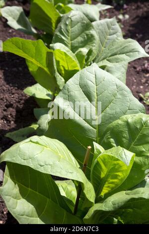 Nahaufnahme einer kultivierten Tabakpflanze (Nicotiana tabacum) Stockfoto