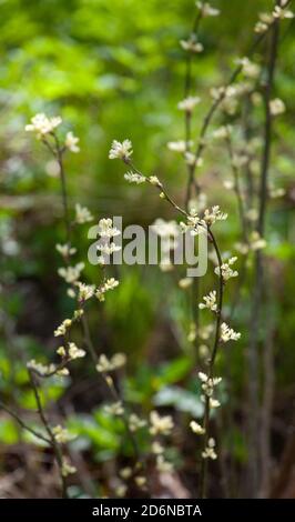 Caragána arboréscens (sibirischer Erbsenbaum) Stockfoto