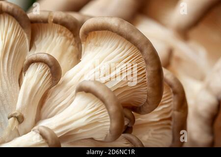 Frische Austernpilze, Nahaufnahme von AusternpilzKiemen. Selektiver Fokus. Stockfoto