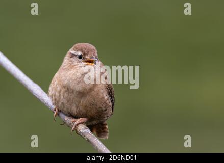 Nach eurasischen Zaunkönig (Troglodytes troglodytes) auf einem Zweig im späten Winter in West Sussex, UK thront. Stockfoto