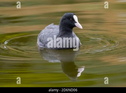 Eurasischer Moos (Fulica atra) Schwimmen im Wasser auf einem See im Herbst in West Sussex, England, Großbritannien. Stockfoto