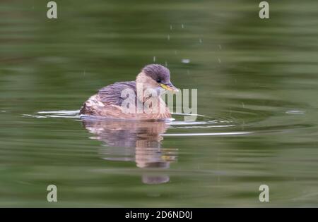 Little Grebe (Tachybaptus ruficollis), AKA Dabchick, Schwimmen im Wasser in einem Park See im Herbst in West Sussex, England, Großbritannien. Stockfoto