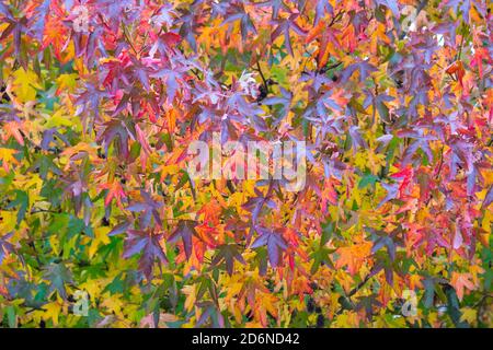 Nahaufnahme der Blätter auf einem Baum, wie die Farben sich in den Herbst verwandeln. Konzept des Herbstes und der wechselnden Jahreszeiten. Stockfoto