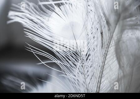 Weiße Pfauenfeder, Nahaufnahme mit selektivem Weichfokus Stockfoto
