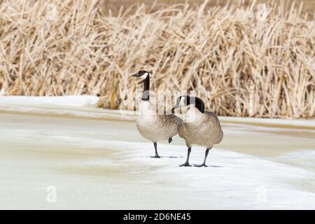 Ein Paar kanadagänse, Branta canadensis, steht auf einem eisbedeckten Teich in einem Feuchtgebiet im Zentrum von Alberta, Kanada. Stockfoto